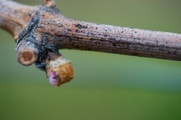 First spring leaves on a trellised vine growing in vineyard, Bordeaux, France
