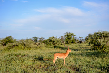 portrait Impala in Serengeti