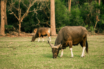 Dairy Cattle, Dairy Farm, Dairy Product, Farm, Meadow