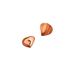 Watercolor illustration of brown hazelnuts and its halves hand drawn