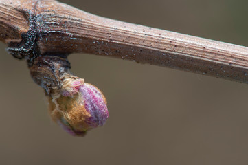 First spring leaves on a trellised vine growing in vineyard, Bordeaux, France