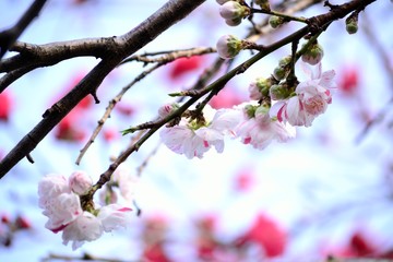 源平枝垂れ桃