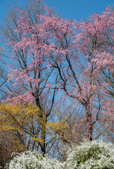 Obraz na płótnie Canvas 桜とレンギョウとユキヤナギ