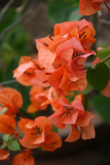 Bougainvillea in a garden in South Vietnam