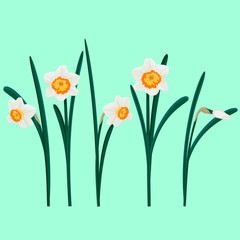 Set of white daffodils. Vector illustration of narcissuses