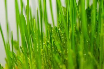 fresh green grass natural background