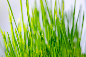 fresh green grass natural background