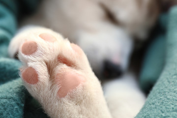 Paw of cute Husky puppy, closeup