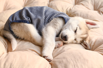 Cute Husky puppy in bodysuit sleeping at home