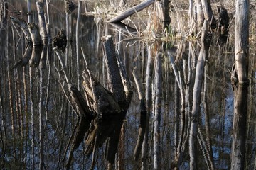 Odbicie pni drzew w jeziorze © Iwona