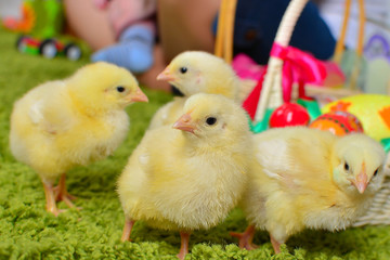little chicken and easter eggs