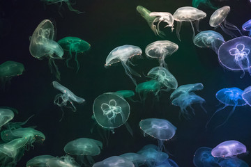 Jellyfish with neon glow light effect in Singapore aquarium