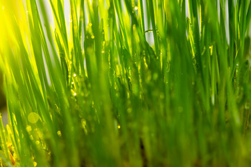 fresh green grass natural background