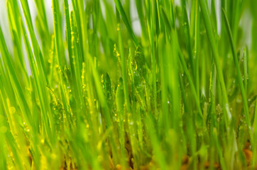 Plakat fresh green grass natural background