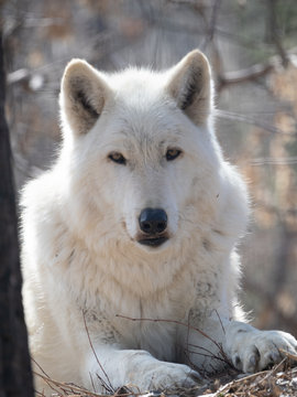 Close Up of a Gray Wolf Looking at the Camera