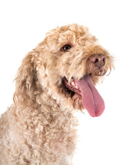 lagotto romagnolo in studio