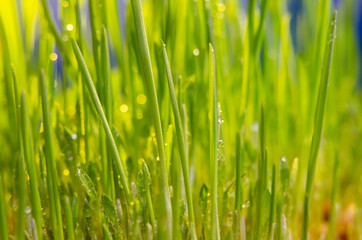 fresh green grass natural background