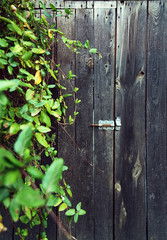 Rural wooden door, covered with leaves.