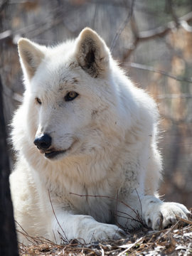 Close Up of the Head and Chest of a Captive Gray Wolf