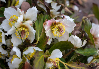 beautiful flowers in nature in the botanical garden