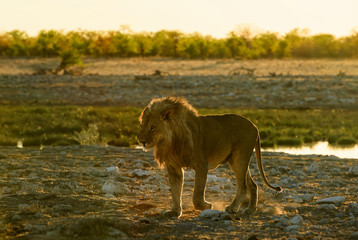 Fototapeta na wymiar Lion - Panthera leo, iconic animal from African savannas, Etosha national park, Namibia.