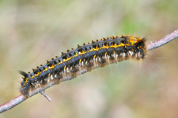 Euthrix potatoria, the drinker, a moth caterpillar of the family Lasiocampidae