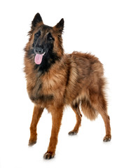 belgian shepherd tervueren