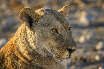 Lion - Panthera leo, iconic animal from African savannas, Etosha national park, Namibia.