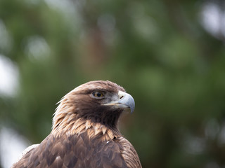 Close Up of the Head and Chest of a Golden Eagle