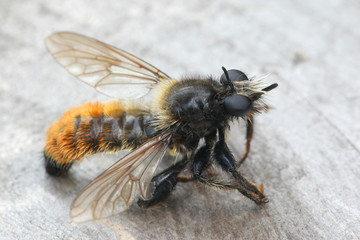 Laphria flava, the bumblebee robberfly, yellow robberfly or yellow assassin fly