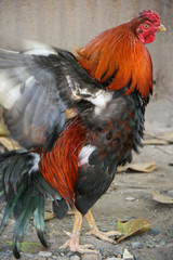 Rooster (Vietnam)