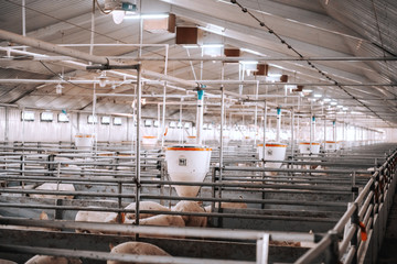 Lots of pigs in animal shed eating, standing and lying. Meat industry concept.