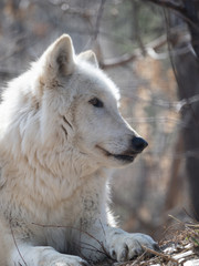 Obraz premium Close Up of the Head of a Gray Wolf Facing Right
