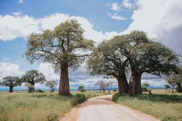 Taranguire national park