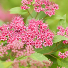 blooming spirea bush with pink flowers