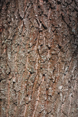 Naklejka premium wood texture, bark