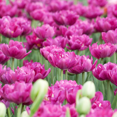 bright open lilac pink tulips blooming in the spring garden