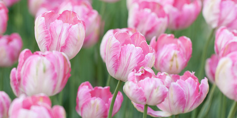 bright delicate variegated pink tulips blooming in the spring field