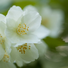Obraz na płótnie Canvas delicate beautiful jasmine flowers