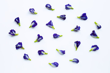 Butterfly pea flower on white