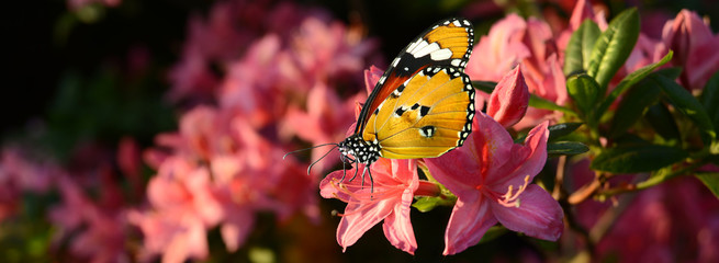 Blumen 994 © K.-U. Häßler