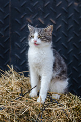Cute cat on the haystack