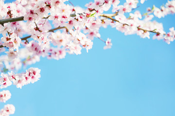 Cherry blossom flower with blue sky on background, close-up shot.