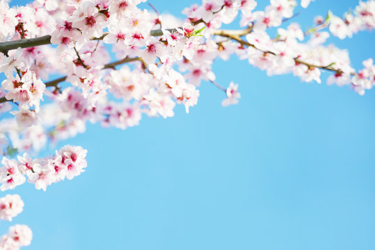 Cherry blossom flower with blue sky on background, close-up shot. © Anton Sokolov