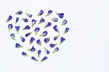 Butterfly pea flower on white