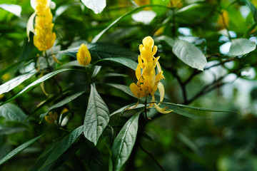 Green leaves texture. Fresh spring tropical leaves background
