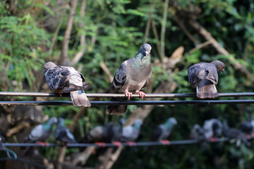 Many pigeons perch on the electric wire.