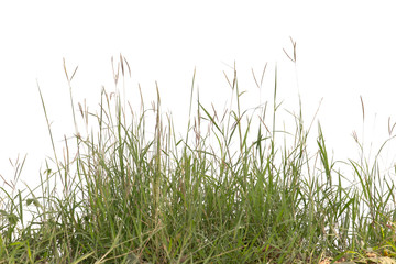 Grass isolated on white background.