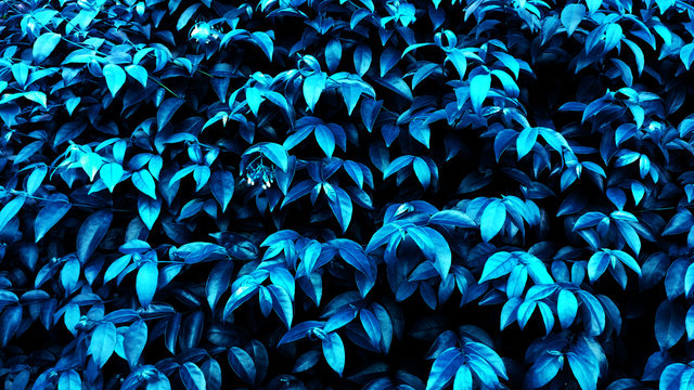Blurred tropical leaf forest glow in the dark background. High contrast.