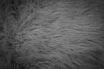 Texture of gray shaggy fur.